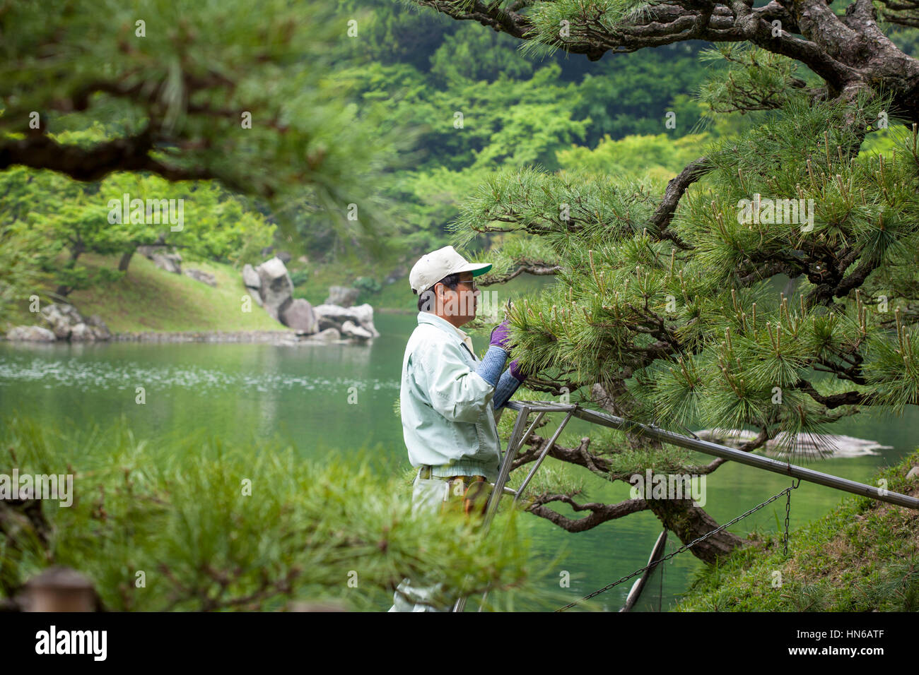 TAKAMATSU, JAPON - 8 mai : un jardinier pruneaux un pin d'ornement dans les jardins, Ritsurin Takamatsu, Japon, le 8 mai 2012. Ritsurin est un jardin paysager Banque D'Images
