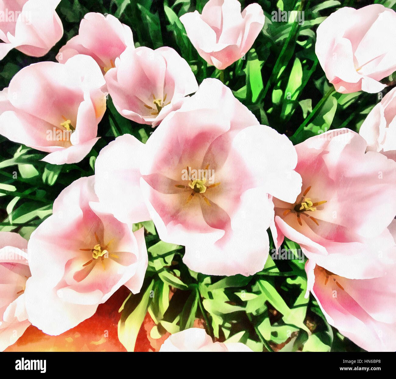 Les travaux dans le style d'aquarelle. Tulipe rose Banque D'Images