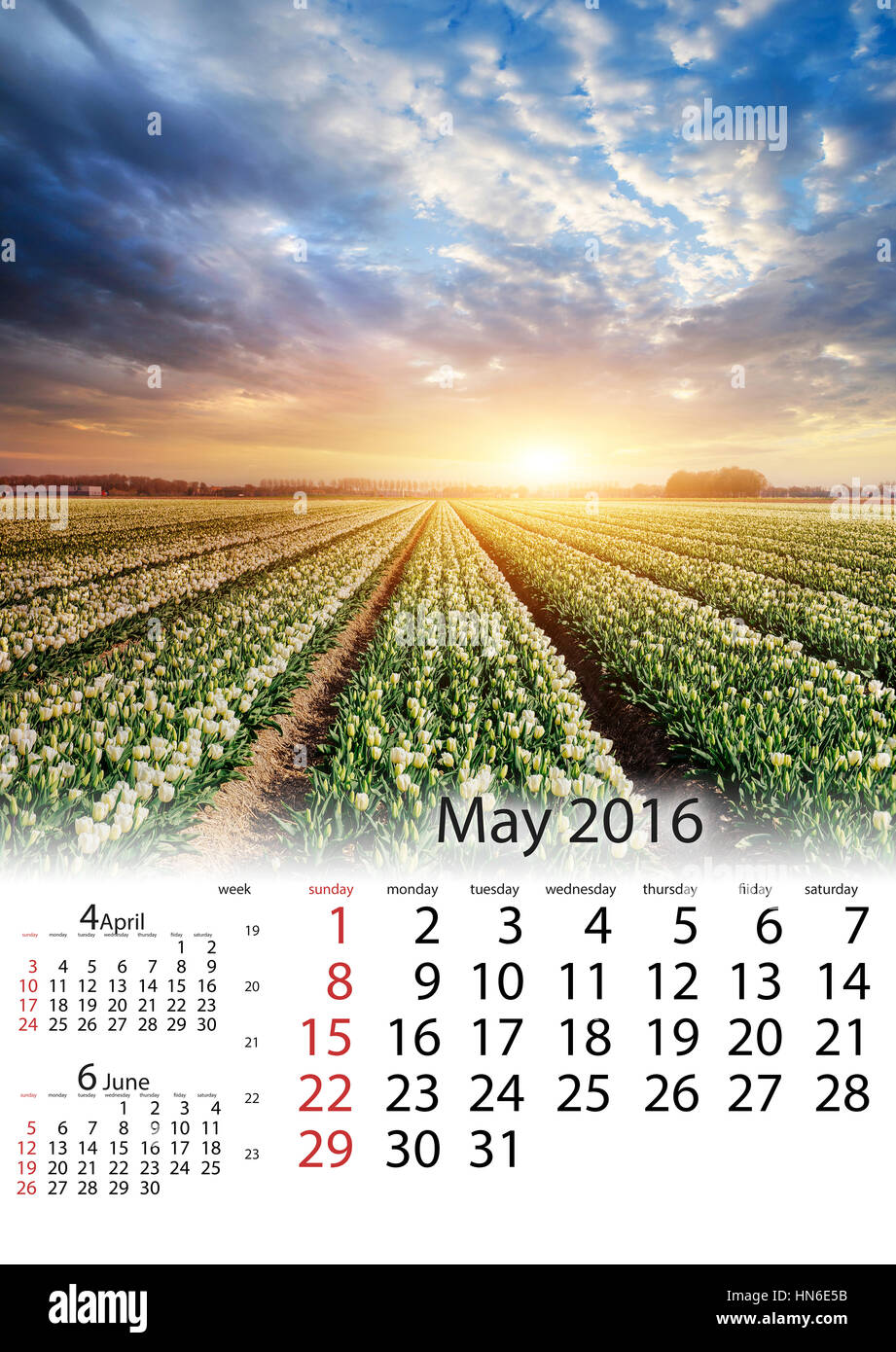 Calendrier Mai 2016 - plantation de tulipes blanches au coucher du soleil. Hollan Banque D'Images