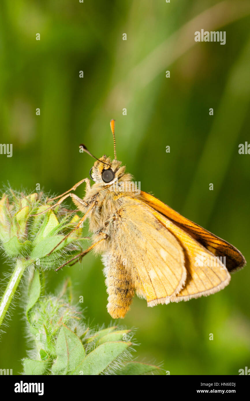 Grande femelle papillon hespérie, Ochlodes sylvanus, au repos dans les prés c'est Banque D'Images