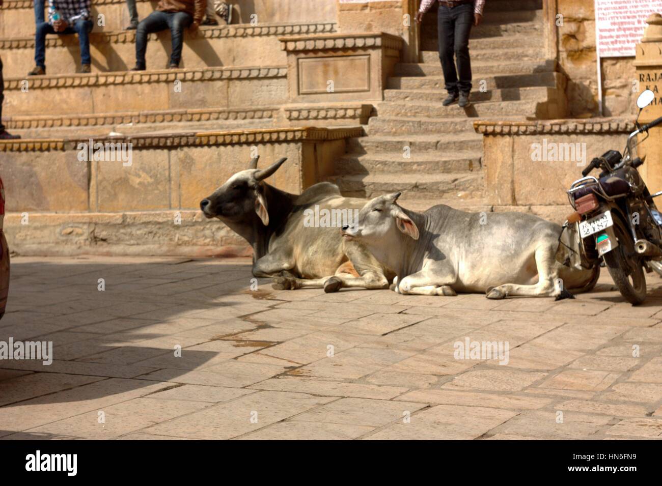 Holly vaches en face du palais. Jaisalmer, Rajasthan, le dernier fort avant que le Pakistan est une ville d'histoire. Banque D'Images