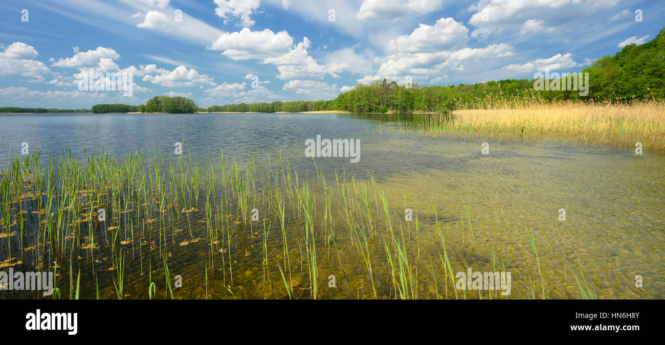 Lac clair avec des roseaux, entourée de forêt, l'atmosphère trouble, printemps, réserve de biosphère Schorfheide-Chorin, Präßnicksee Banque D'Images