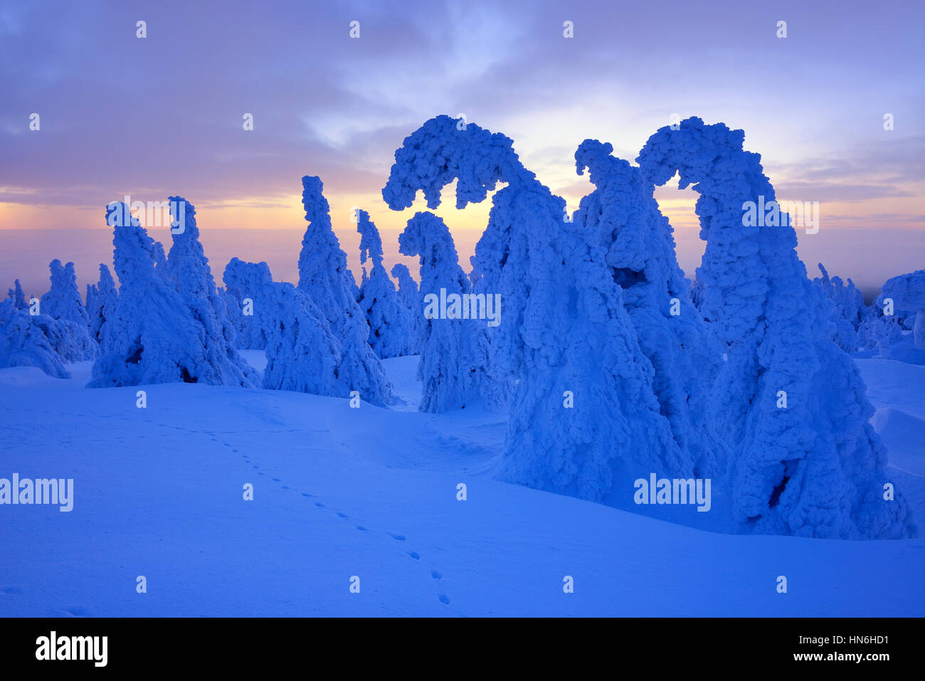 L'atmosphère du matin sur le Brocken, hiver, neige-couvertes de neige, des pins tordus, Parc National de Harz, Saxe-Anhalt, Allemagne Banque D'Images