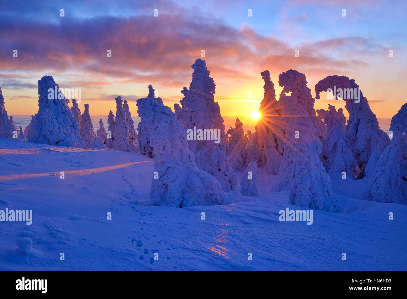 Lever du soleil sur le Brocken, hiver, neige-couvertes de neige, des pins tordus, Parc National de Harz, Saxe-Anhalt, Allemagne Banque D'Images