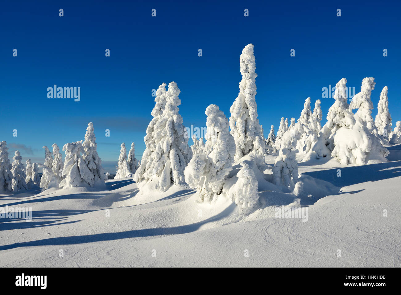 L'hiver sur le Brocken, pins couverts de neige, neige refoulées, Parc National de Harz, Saxe-Anhalt, Allemagne Banque D'Images