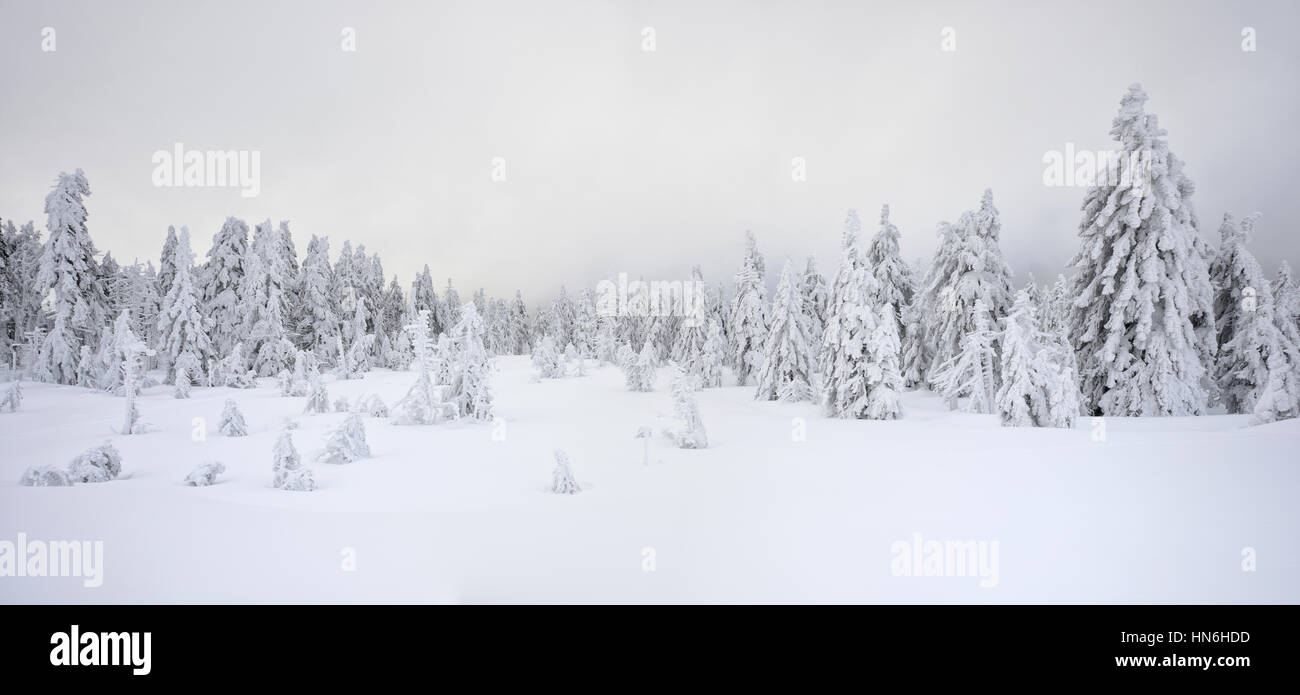 Forêt de sapins, de neige, brouillard, paysage blanc neige en hiver, parc national de Harz, à Schierke, Saxe-Anhalt, Allemagne Banque D'Images