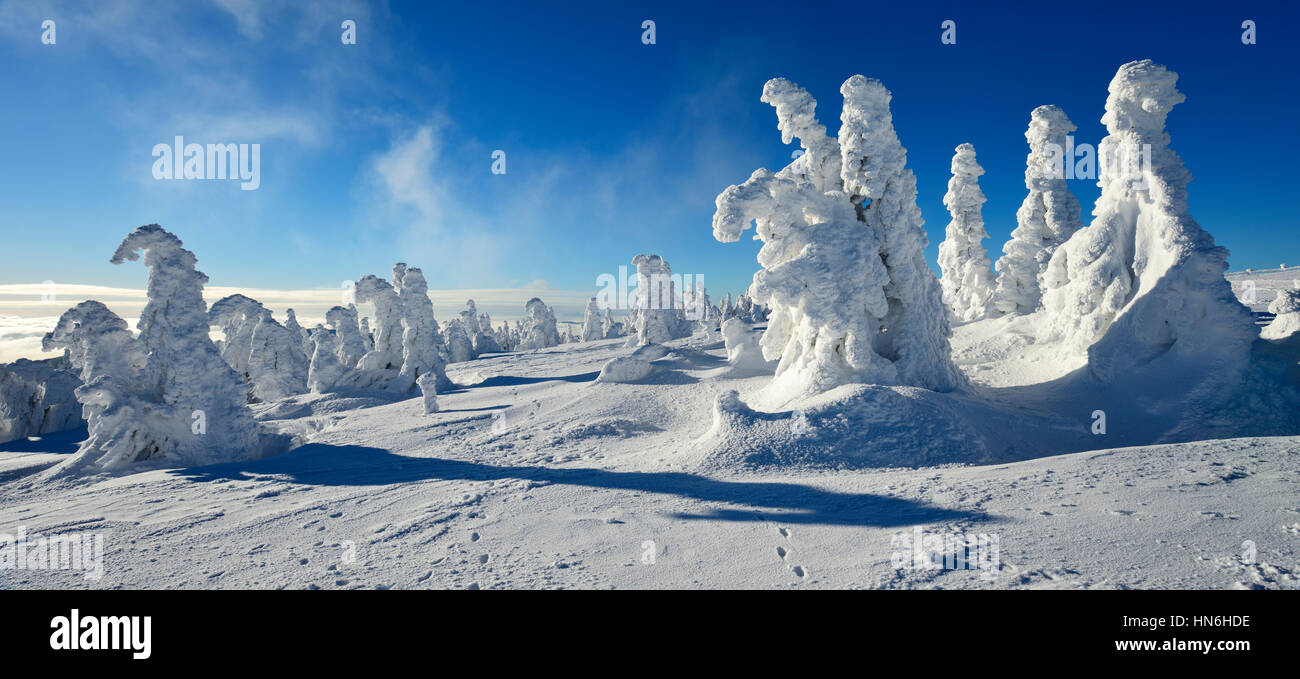 L'hiver sur le Brocken, pins couverts de neige, neige, pliés au-dessus des nuages, inversion, Parc National de Harz, Saxe-Anhalt, Allemagne Banque D'Images