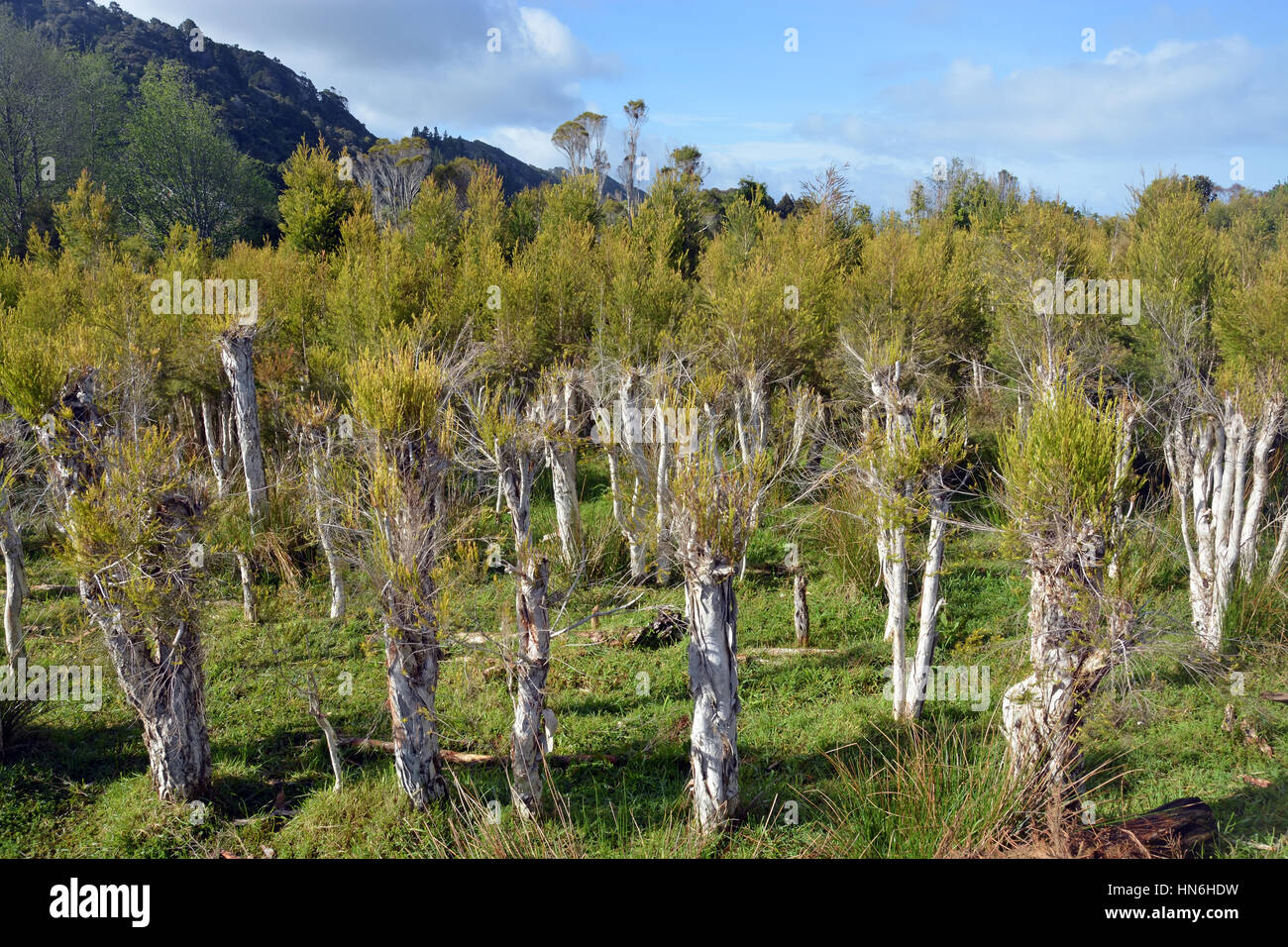 La nouvelle croissance sur les arbres lors d'une plantation d'arbre de thé à Karamea, Nouvelle-Zélande. Banque D'Images