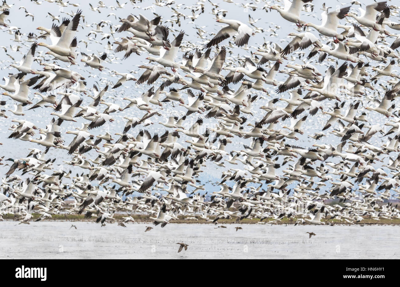 Des neiges décolle dans le comté National Wildlife Refuge Banque D'Images