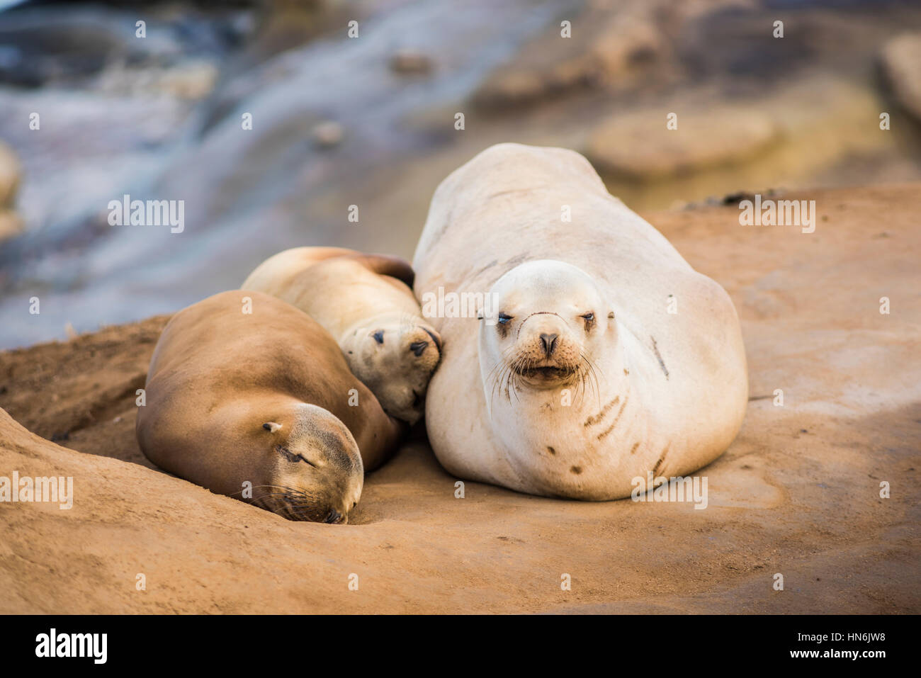 Famille de lumière, trois petits lions de mer dormir au soleil sur une plage rocheuse à San Diego, Californie à La Jolla Cove Banque D'Images