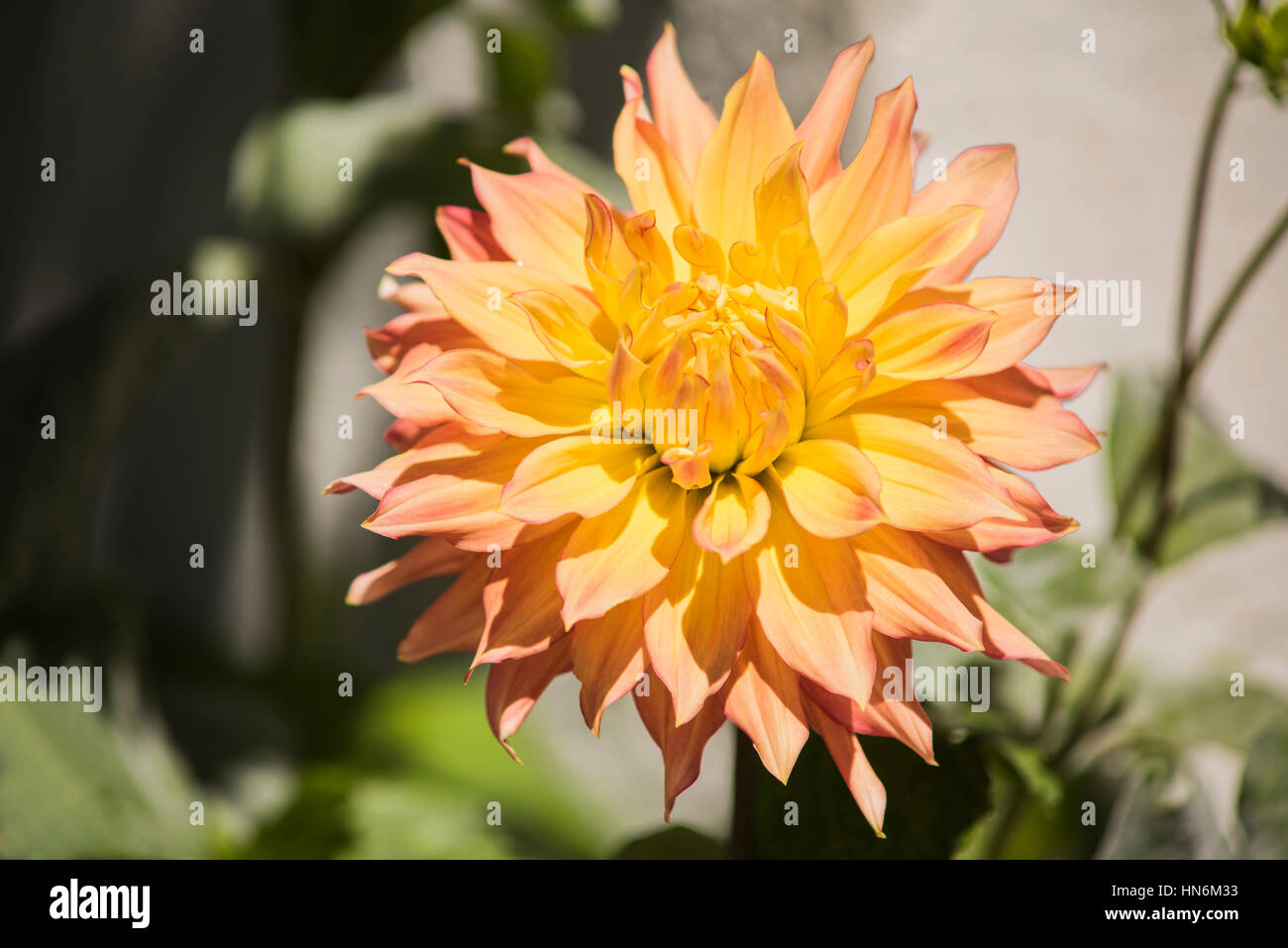 Peach et dahlia jaune soleil avec foilage dans Banque D'Images