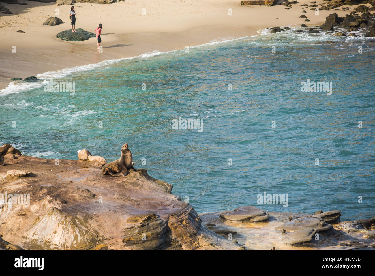 San Diego, USA - Décembre 7,2015 : un joint de bronzer sur une falaise à La Jolla Cove avec des gens debout sur la plage Banque D'Images