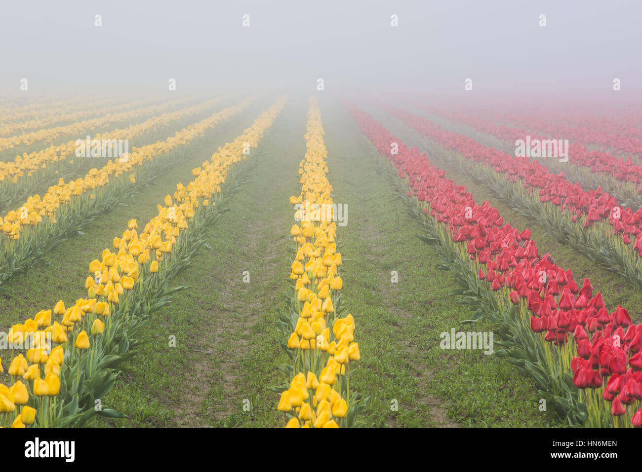 Rangées de tulipes jaunes et rouges dans le champ avec Misty brumeux matin lors de temps couvert et humide de la terre boueuse Banque D'Images