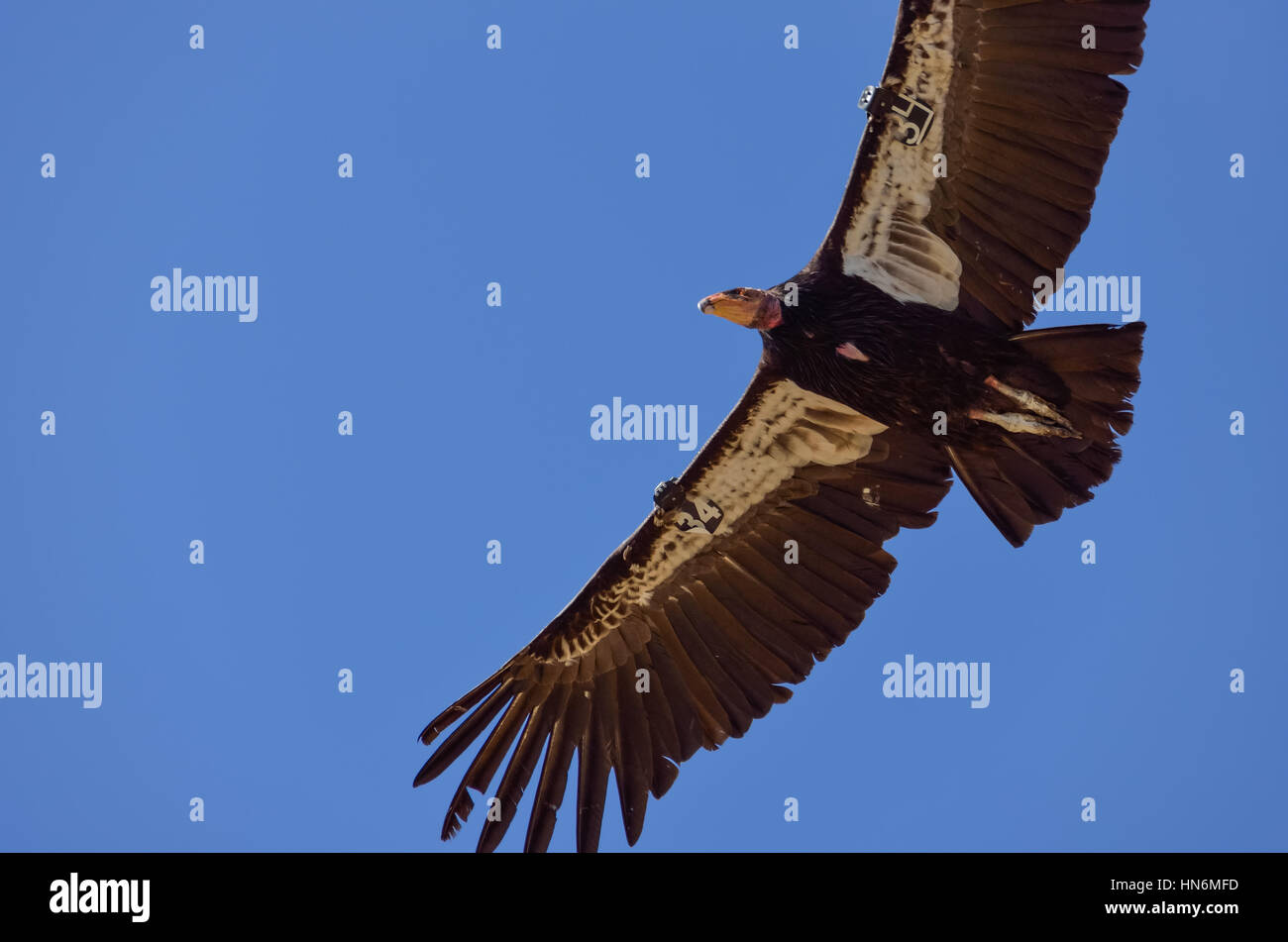 Condor américain repéré au-dessus de la Route 1 (SR 1) près de Big Sur, Californie, USA. Une des espèces rares et menacées d'oiseaux. Un numéro de série et un système de suivi GPS Banque D'Images