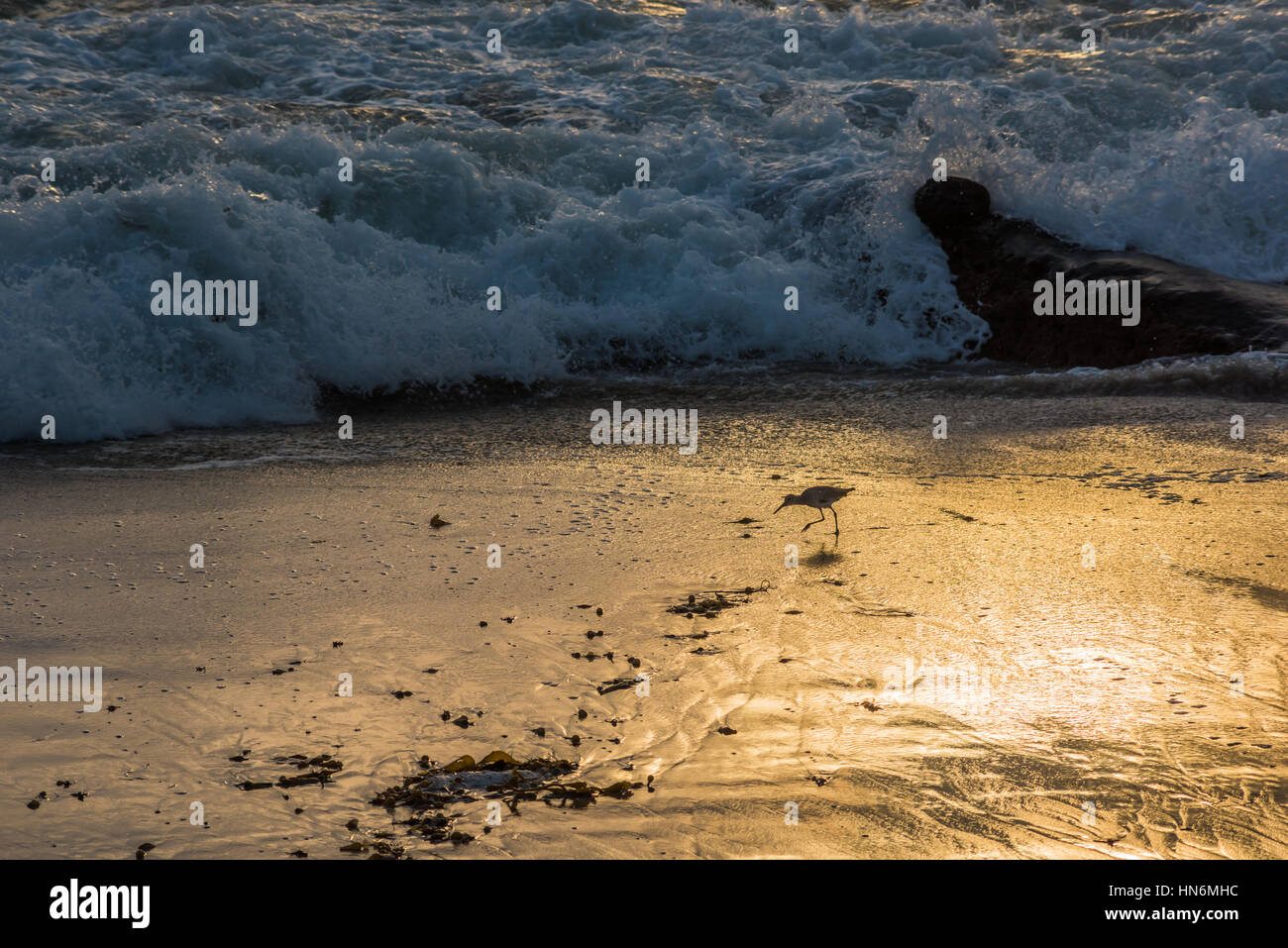 Golden sunset beach sur la rive avec grande vague et Calidrid oiseau avec de longues pattes et le bec de manger Banque D'Images