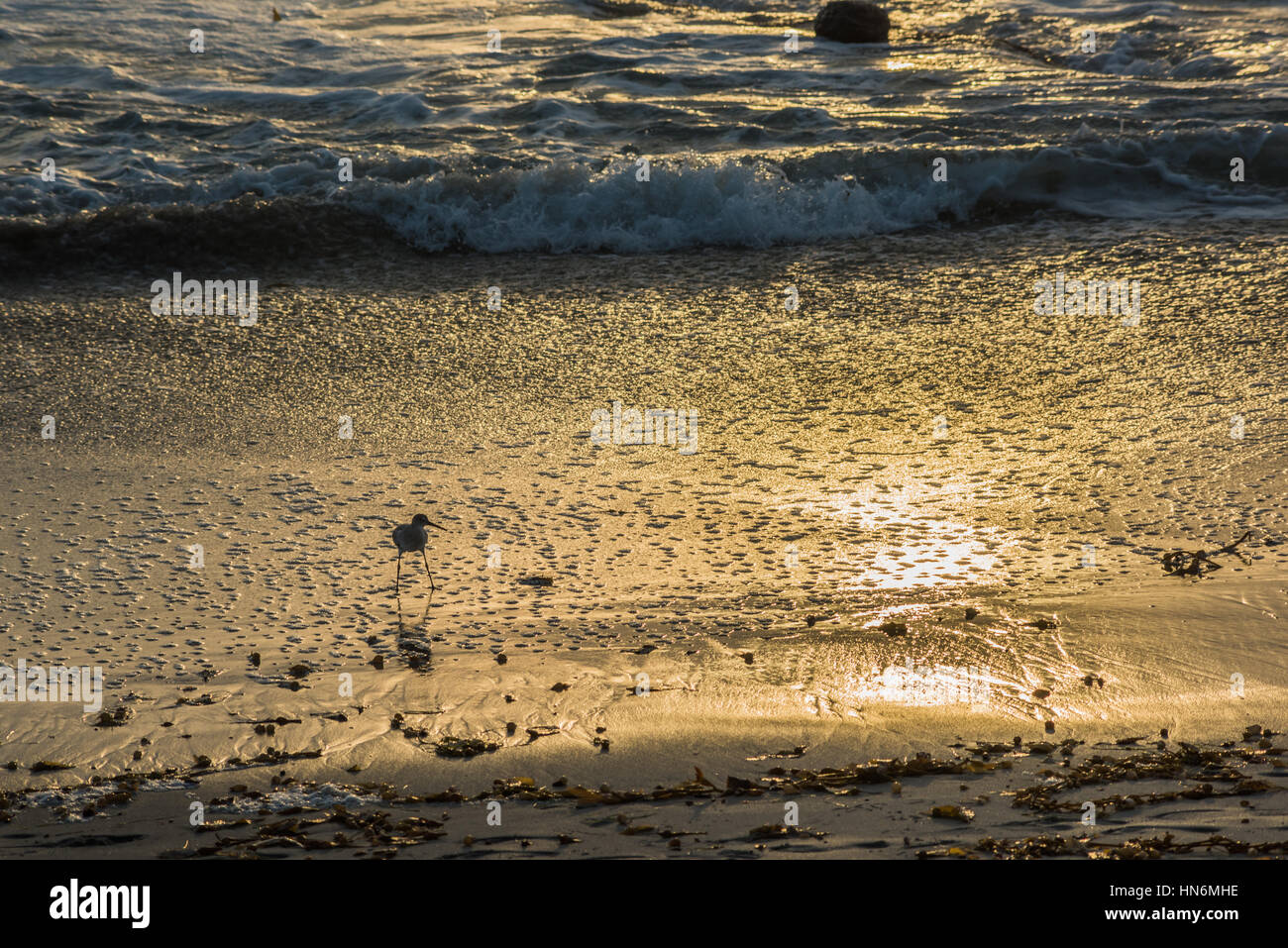Golden sunset beach sur la rive et Calidrid oiseau avec de longues pattes et le bec de manger Banque D'Images