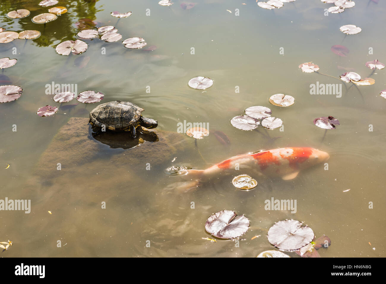 Une tortue dans l'étang avec des pad nénuphar nain poisson koi Banque D'Images