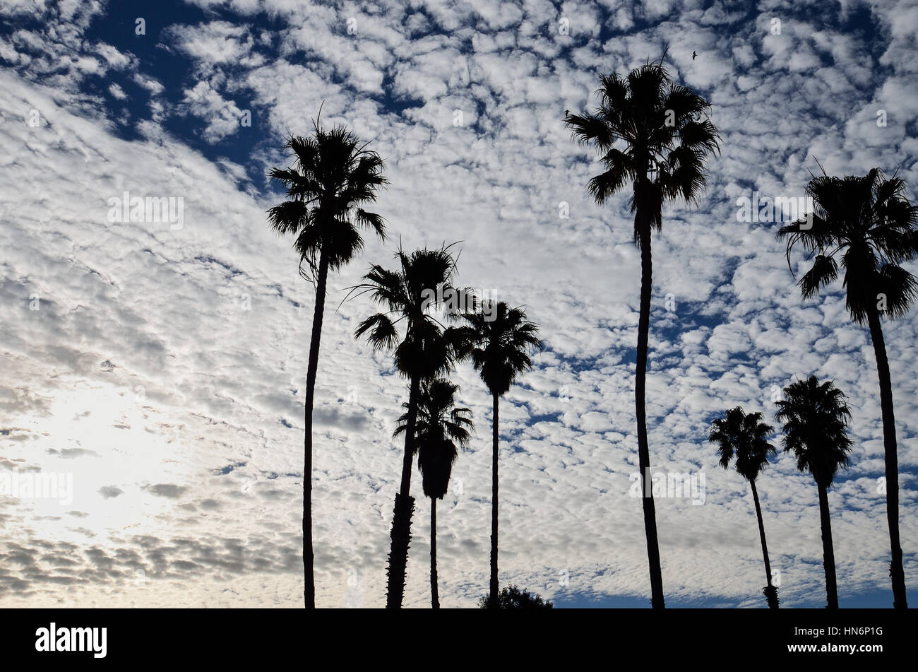 De hauts palmiers contre beau ciel avec nuages Cirrocumulus et sun Banque D'Images