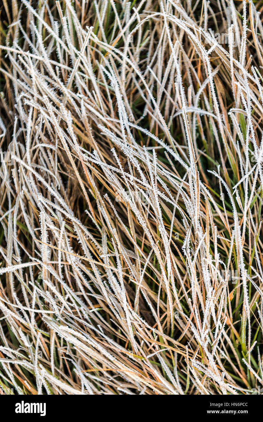 Le gel glacé sur les hautes herbes sèches Banque D'Images