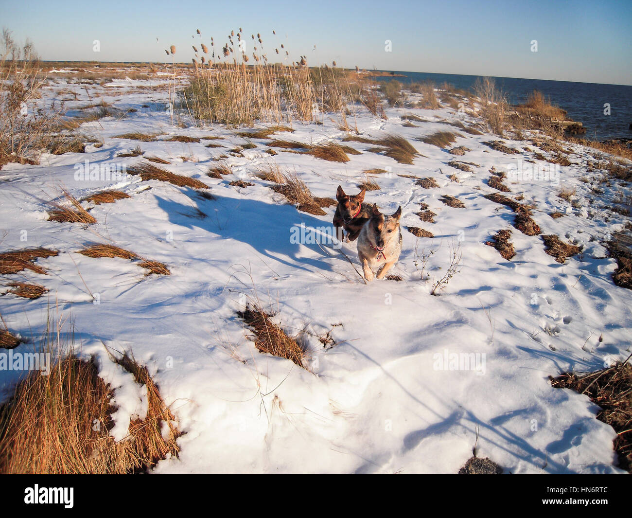 Deux chiens qui courent joyeusement dans la neige en direction de l'appareil photo de plage enneigée Banque D'Images