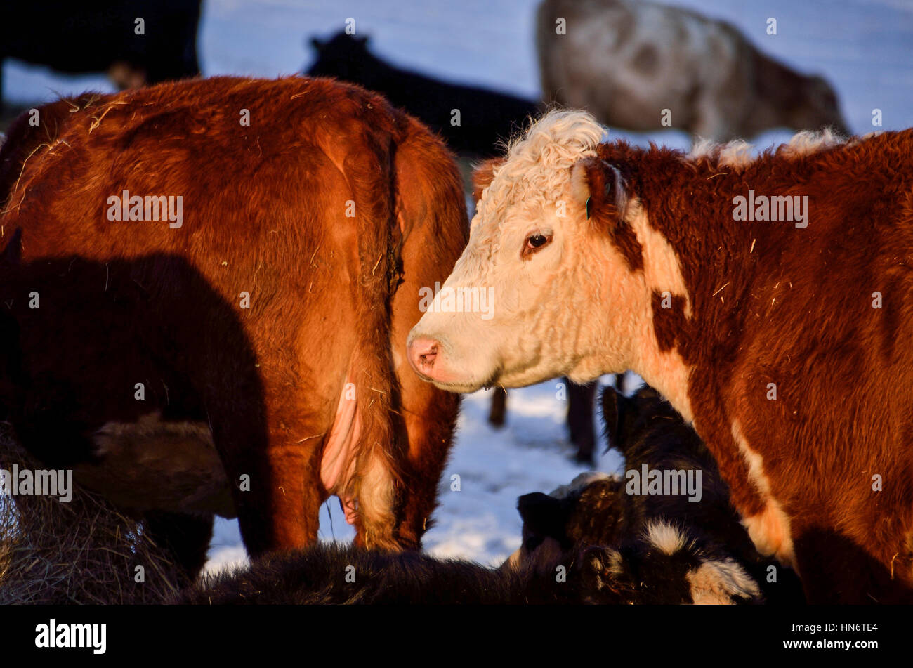 Gros plan du visage de la vache pendant le coucher du soleil en hiver paysage de neige Banque D'Images