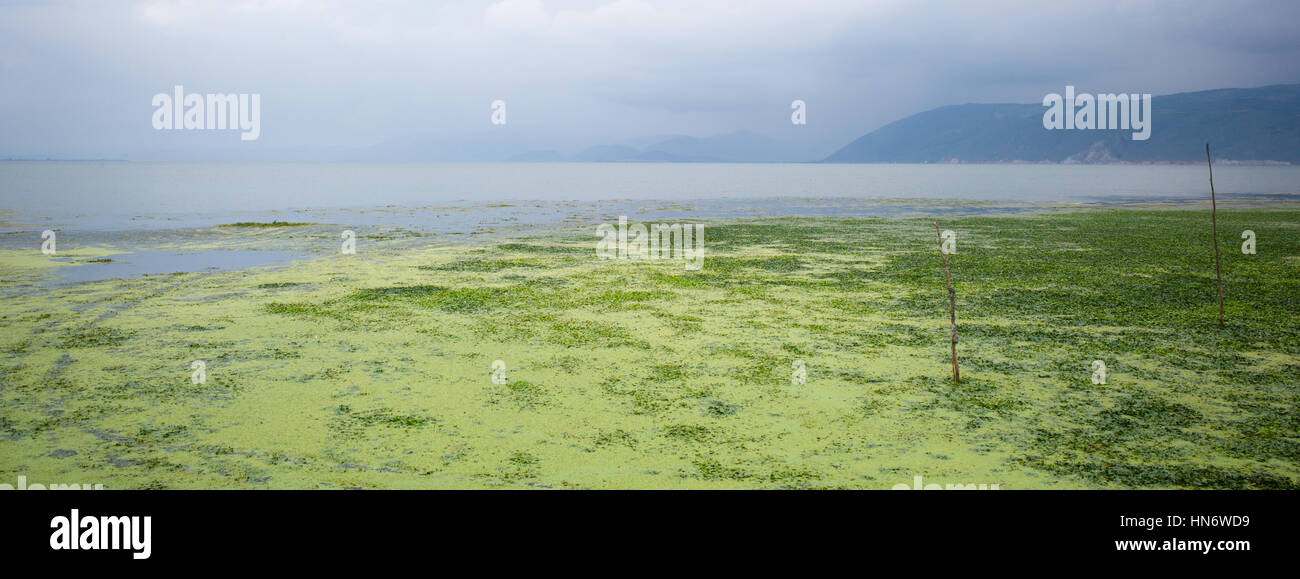 La croissance des algues sur la surface du lac Er Hai, Dali, Yunnan, Chine Banque D'Images