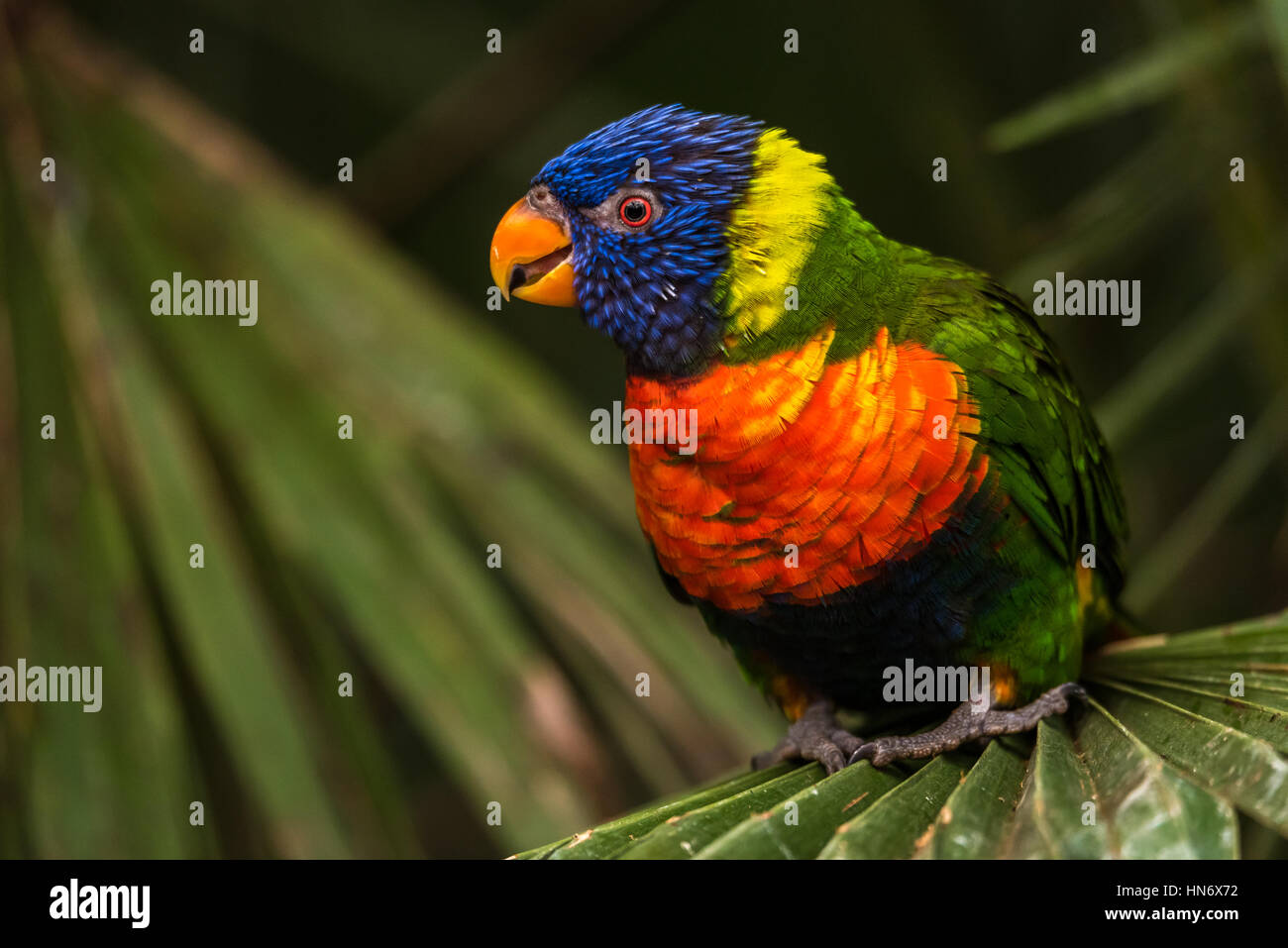 L'Arc-en-ciel lori (Trichoglossus moluccanus) une espèce d'oiseau vivant en Australie. L'oiseau est un perroquet de taille moyenne. Banque D'Images