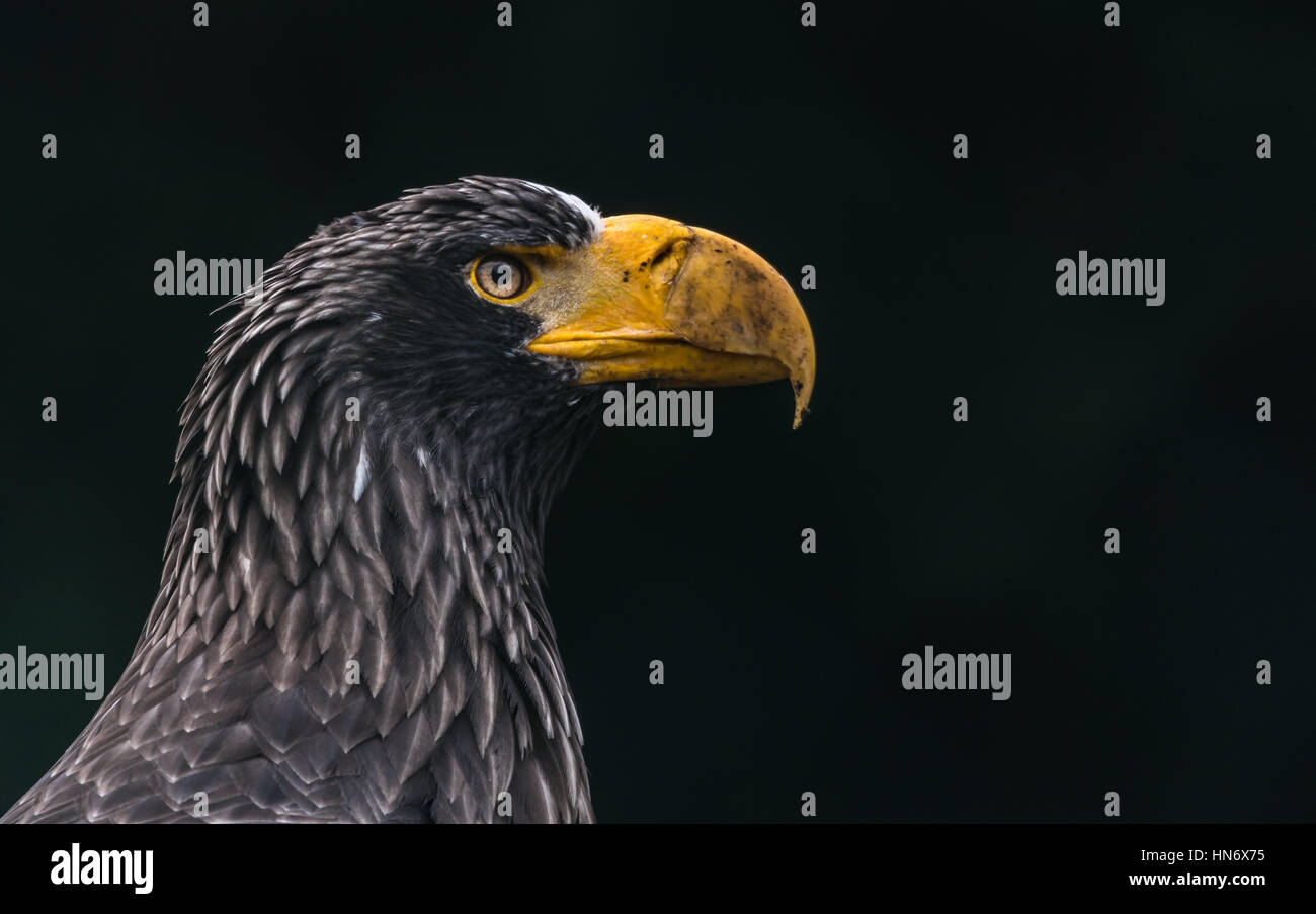 L'aigle de mer de Steller (Haliaeetus pelagicus pelagicus) une féroce, avec raptor impressionnant plumage brun chocolat et blanc frappant les épaules et la queue. Banque D'Images