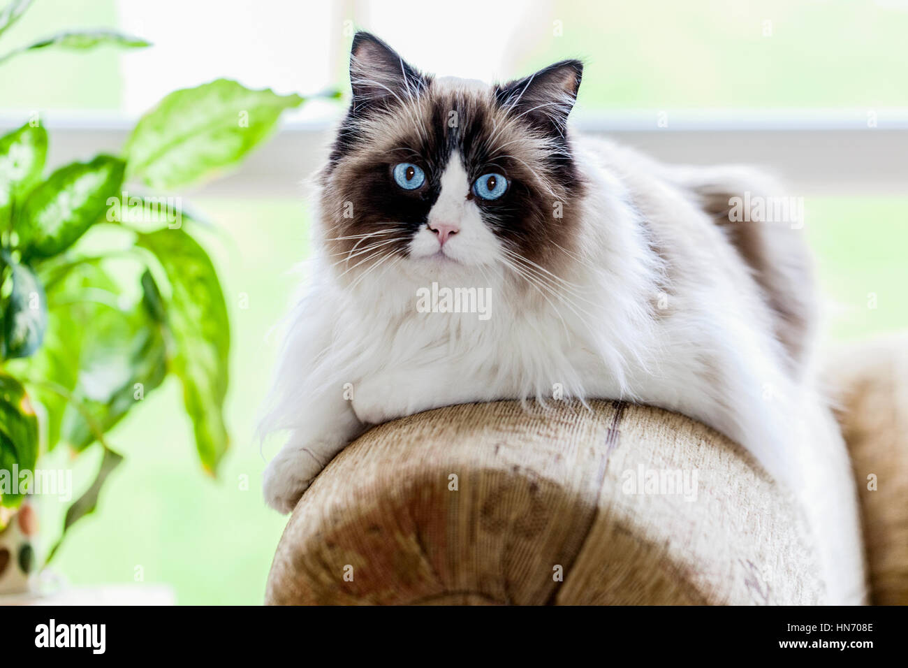 Une Grande Poupee Rag Chat Se Relaxant A L Interieur Sur Le Bras D Un Canape Eleve Pour Leur Temperament Doux Ce Chat A Des Yeux Bleu Vif Et Un Visage Brun Fonce Photo