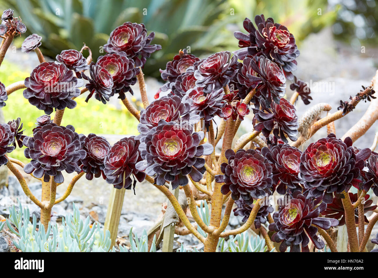Black Rose Tree (Aeonium Arboretum), Jardins botaniques, Wellington, Nouvelle-Zélande Banque D'Images