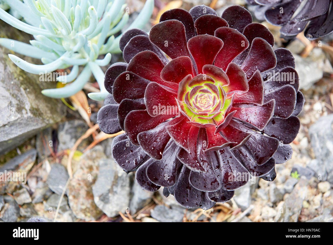 Black Rose Tree (Aeonium Arboretum), Jardins botaniques, Wellington, Nouvelle-Zélande Banque D'Images