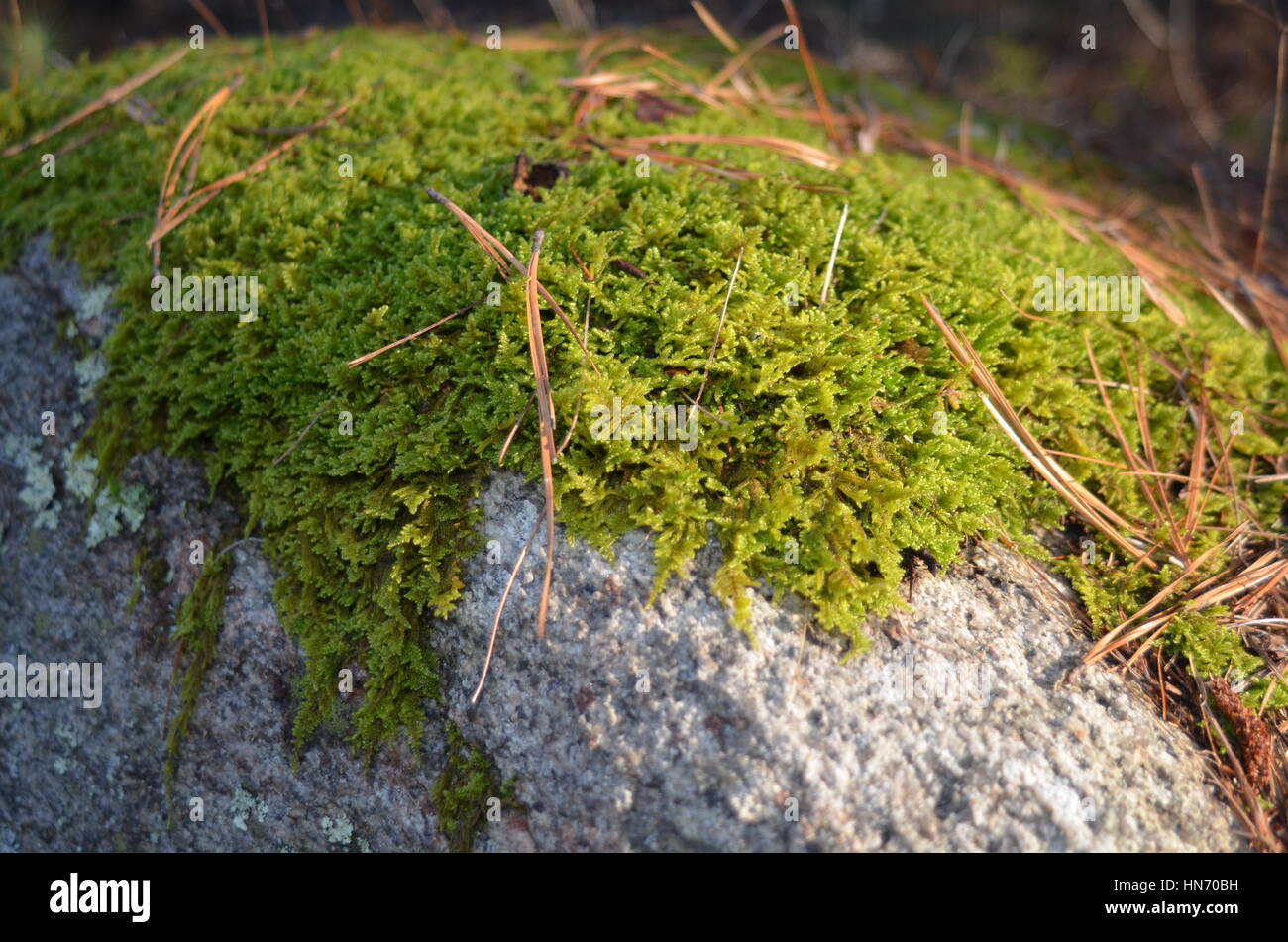 Libre de moss sur rock Banque D'Images