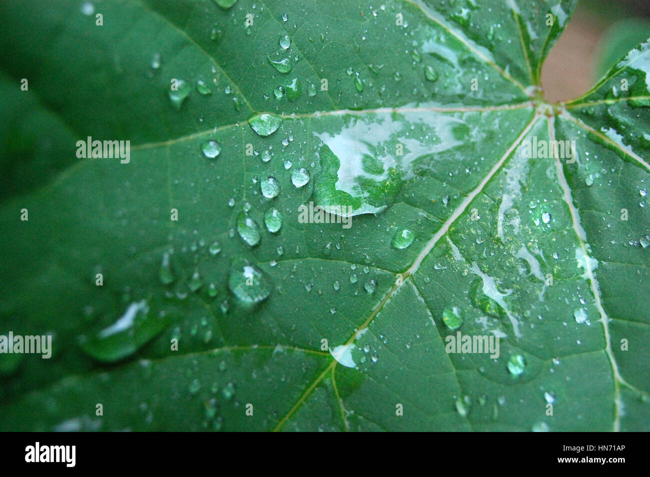 Un plan macro de gouttes de pluie sur une grande feuille. Banque D'Images