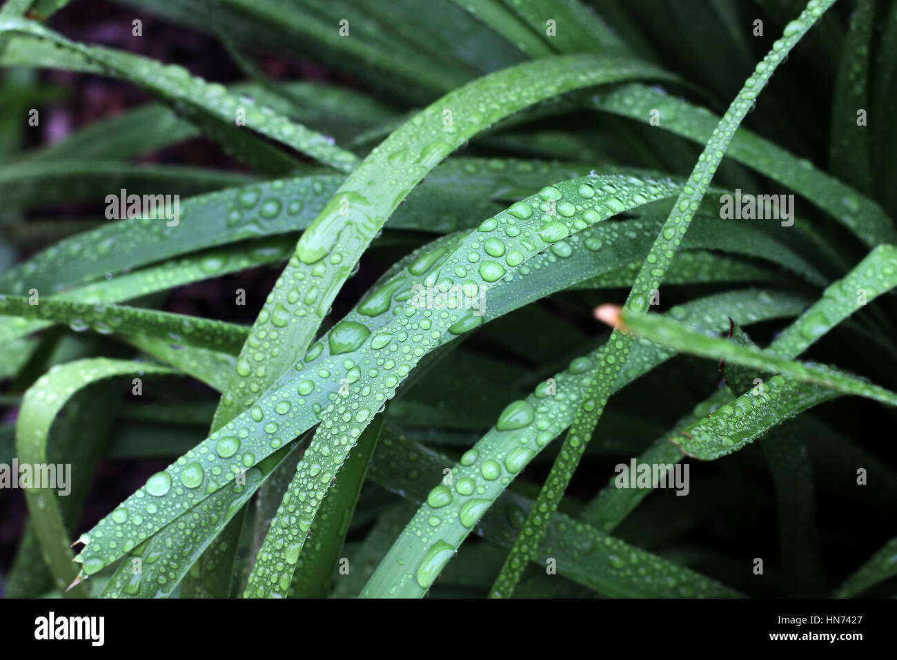 Les gouttelettes d'eau sur Lomandra hystrix (Lomandraceae) ou connu comme Matrush grass Creek Banque D'Images