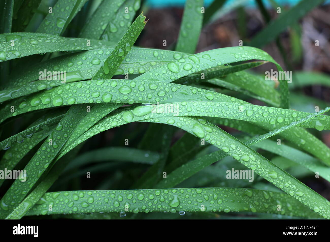 Les gouttelettes d'eau sur Lomandra hystrix (Lomandraceae) ou connu comme Matrush grass Creek Banque D'Images