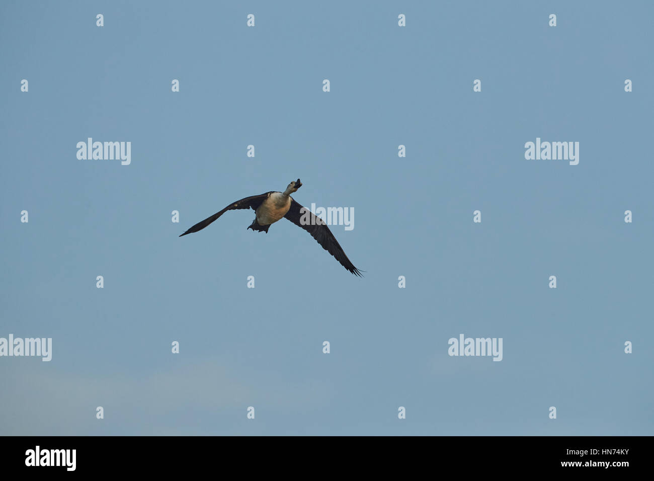 Le bouton Canard à bec de canard ou le peigne, pan-tropical canard, trouvé dans les zones humides tropicales, un grand, lourd, blanc et gris très distinctif d'oiseaux d'un noir Banque D'Images