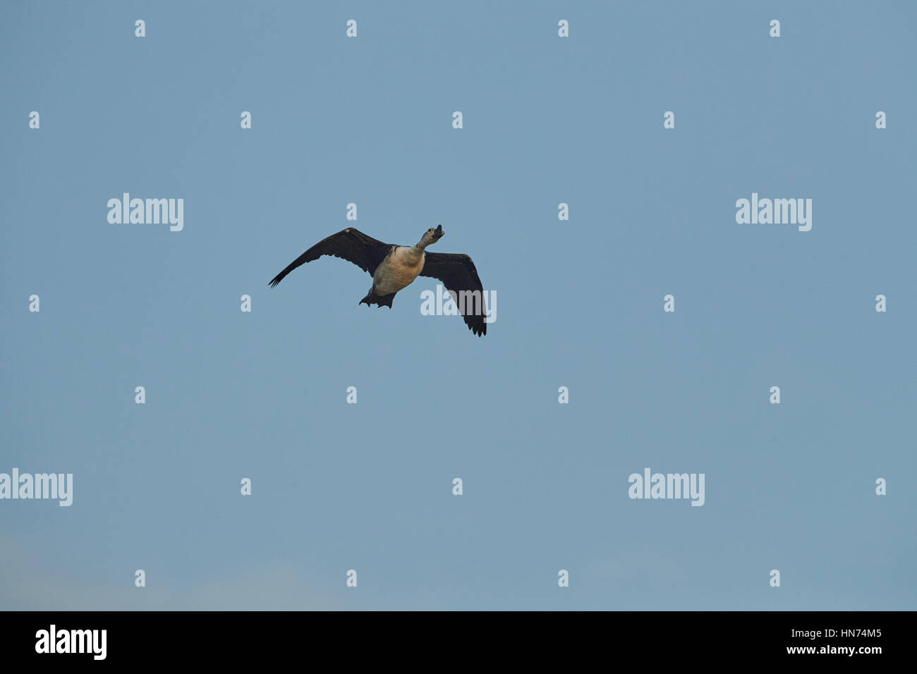Le bouton Canard à bec de canard ou le peigne, pan-tropical canard, trouvé dans les zones humides tropicales, un grand, lourd, blanc et gris très distinctif d'oiseaux d'un noir Banque D'Images