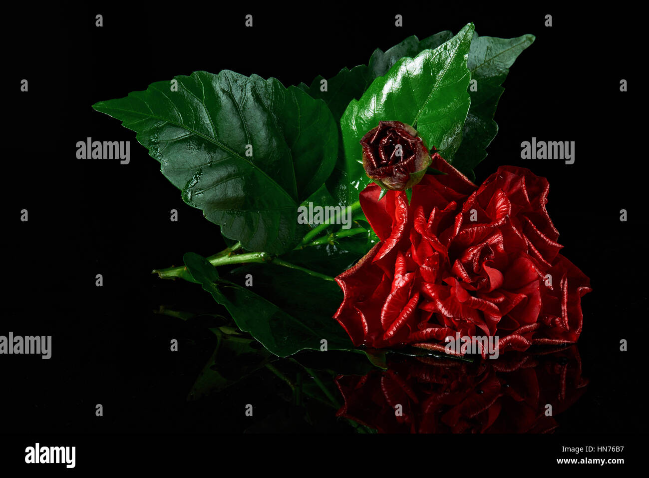 Wild Rose rouge sur fond noir non isolé Banque D'Images