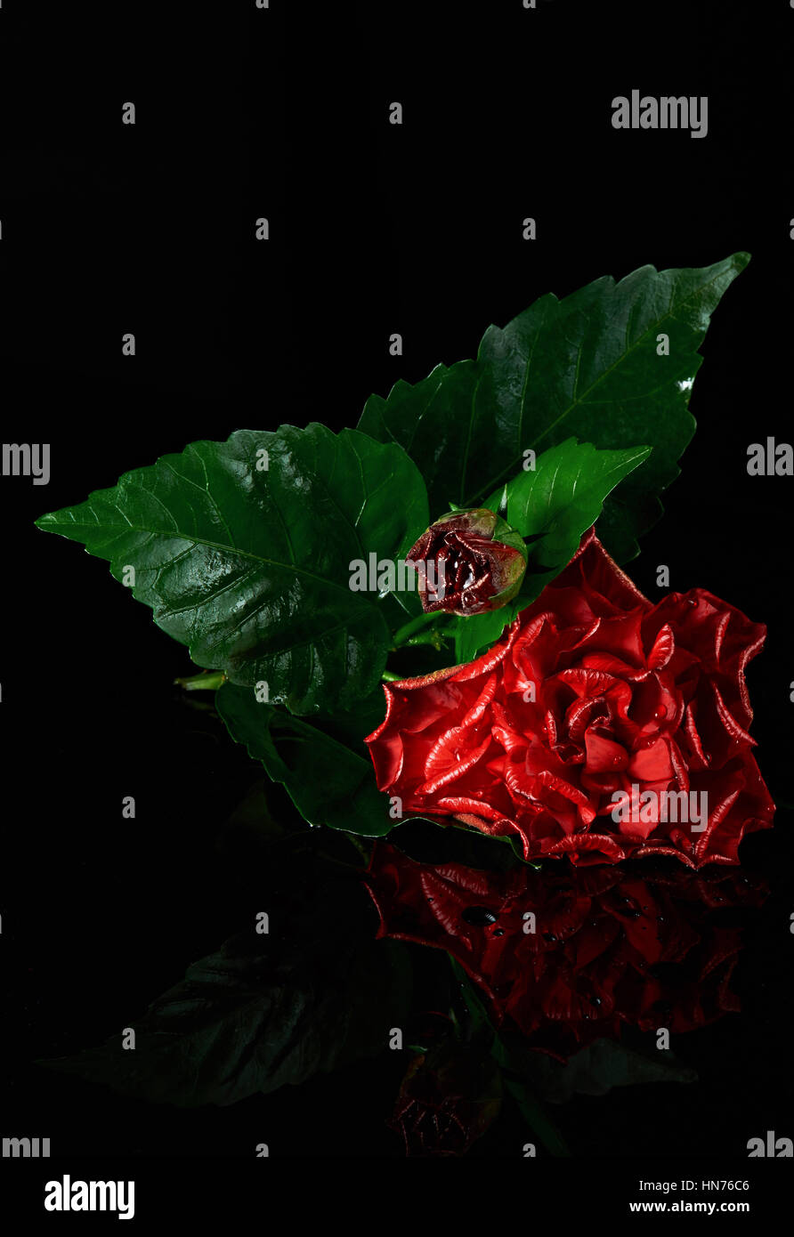 Wild rose rouge frais de mise sur noir avec reflet Banque D'Images