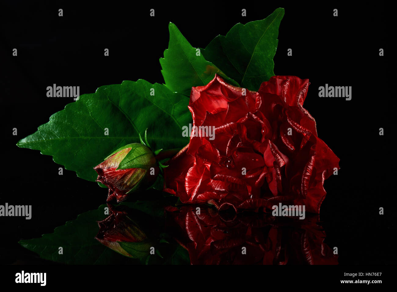 Macro de rose rouge isolé sur fond noir Banque D'Images