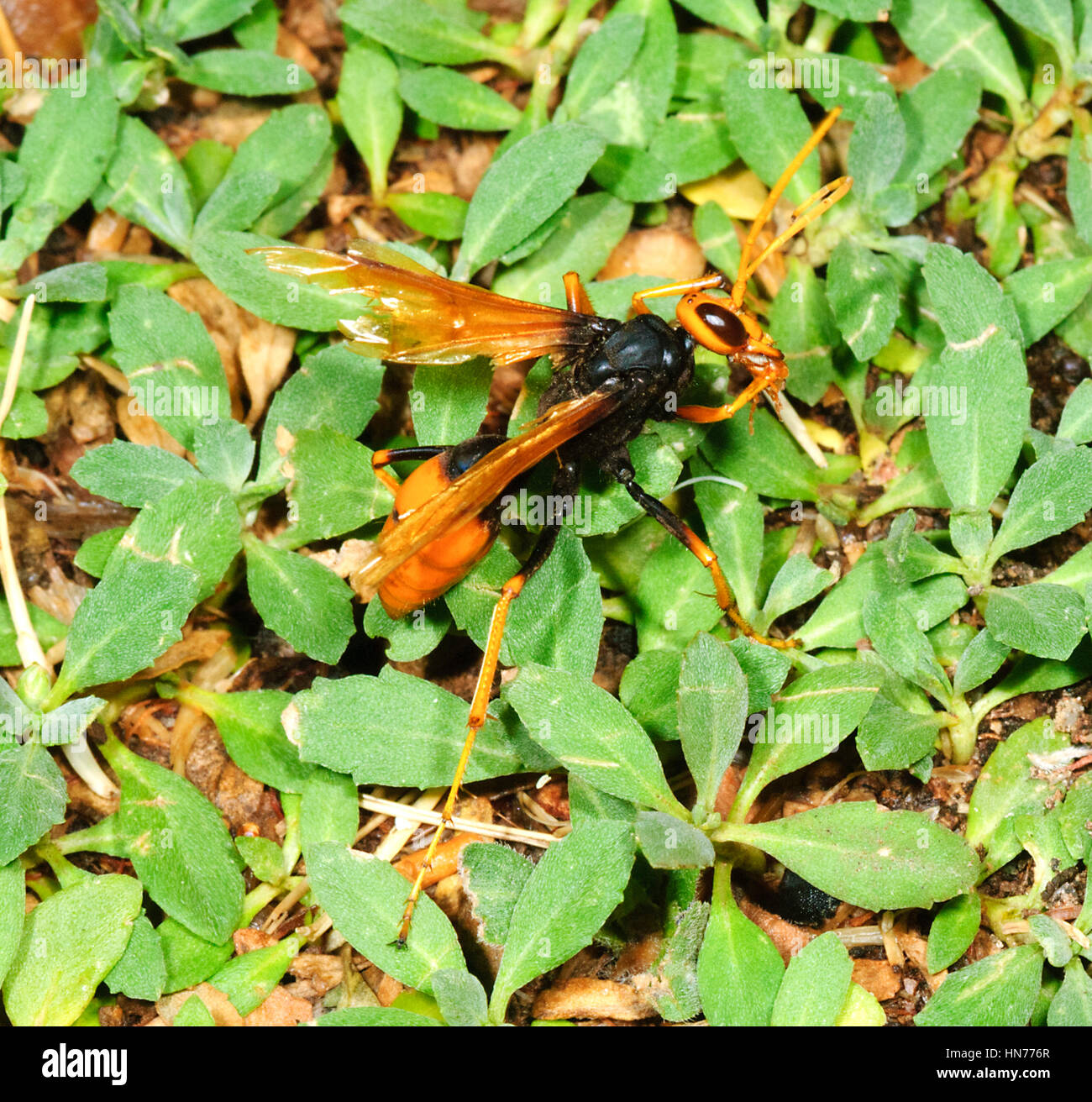 Guêpe araignée orange (Cryptocheilus bicolor, anciennement Heterodontonyx bicolor), Mildura, New South Wales, Australie Banque D'Images