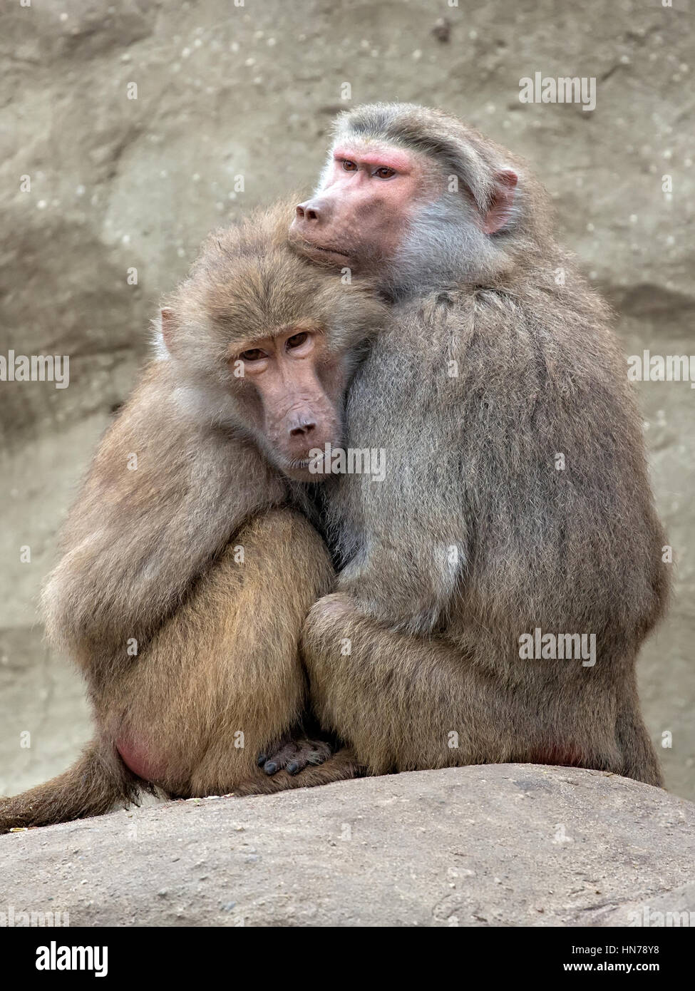 Les singes à l'état sauvage Banque D'Images