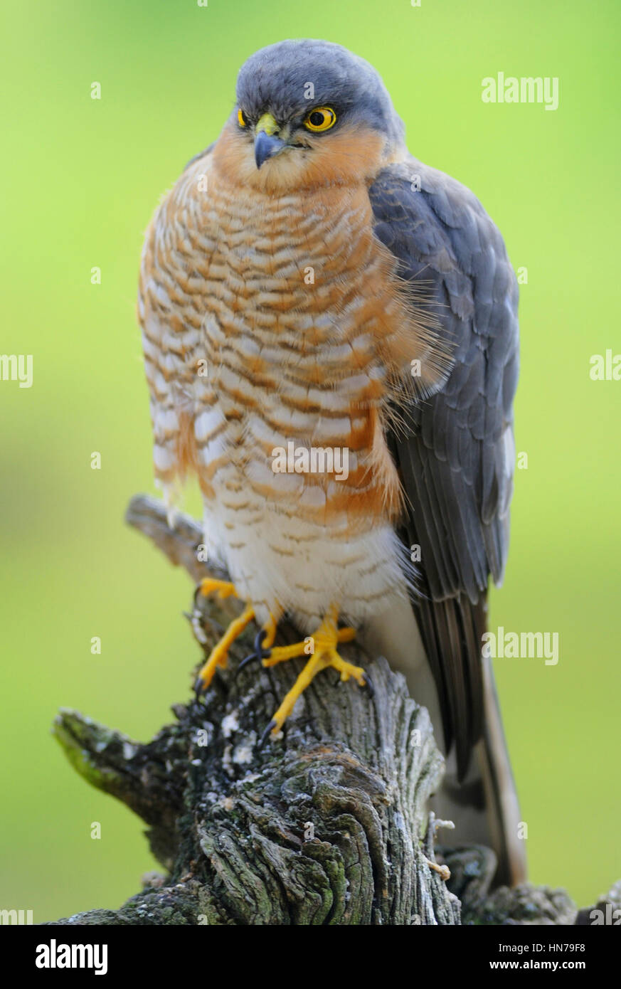 Epervier d'Europe (Accipiter nisus) s'attaque aux petits oiseaux Banque D'Images Epervier d'Europe (Accipiter nisus) s'attaque aux petits oiseaux Banque D'Images