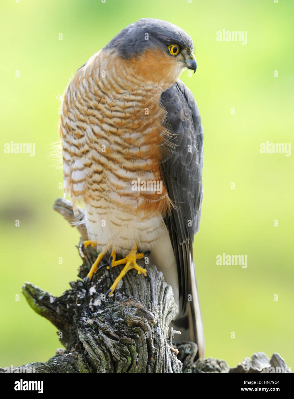 Epervier d'Europe (Accipiter nisus) s'attaque aux petits oiseaux Banque D'Images