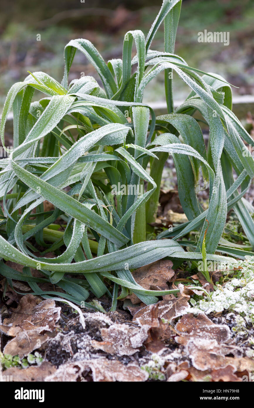 Plantes poireaux congelés dans un jardin potager Banque D'Images