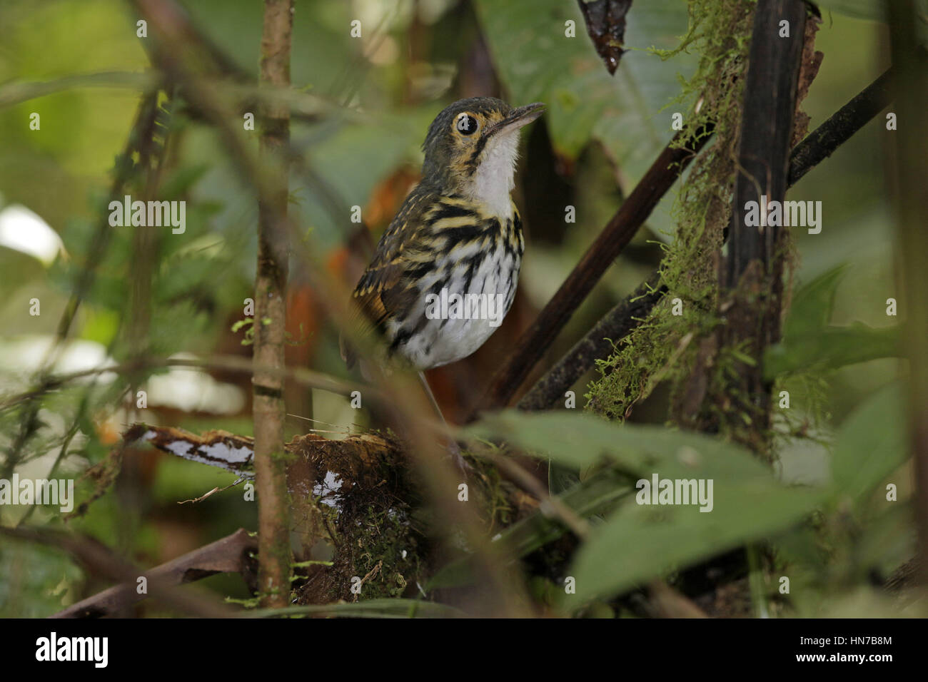 Streak-chested, Grallaire Hylopezus perspicillatus, appelant dans la forêt Banque D'Images