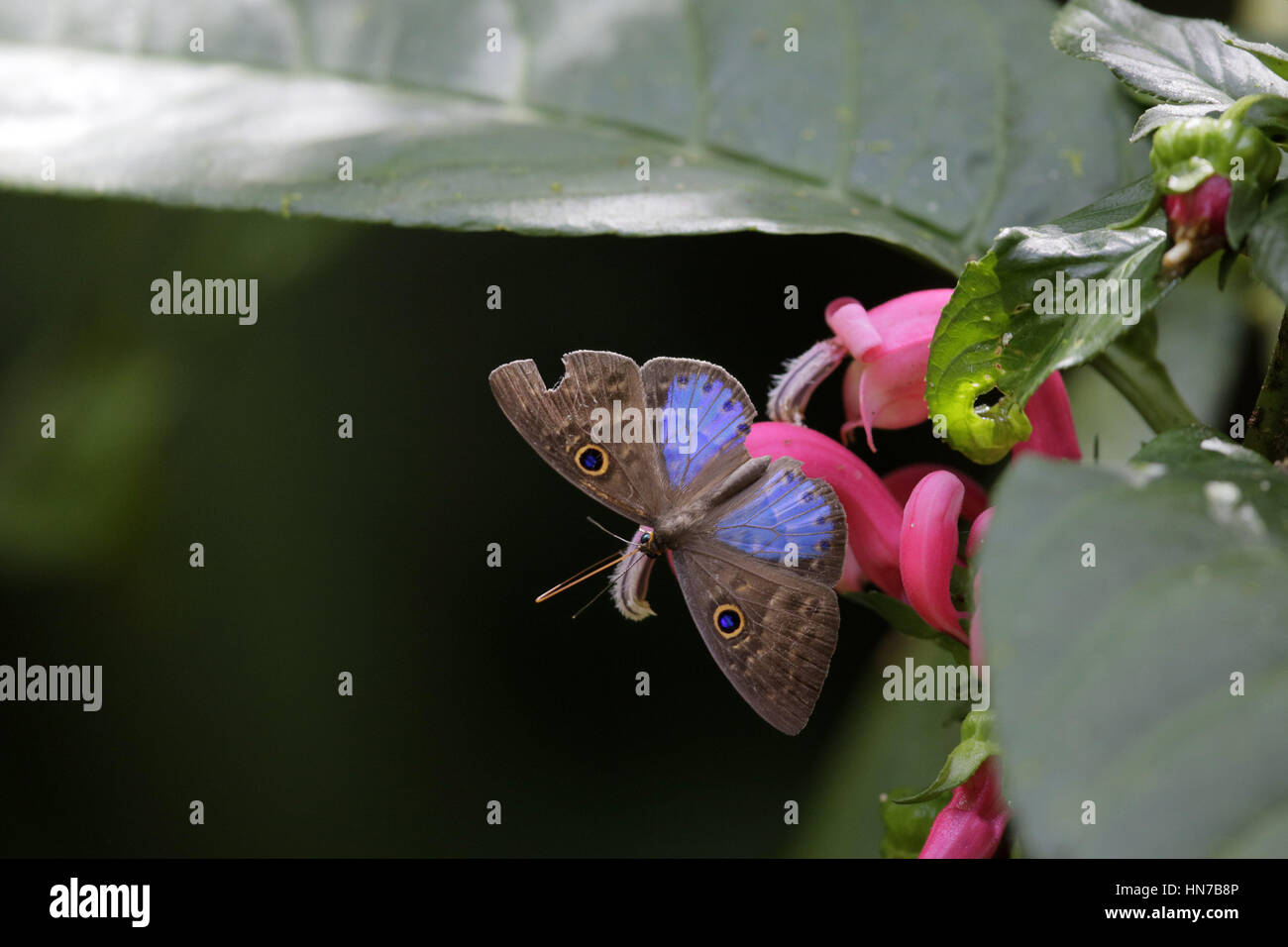 Eurybia à ailes bleues, l'Eurybia lycisca Banque D'Images