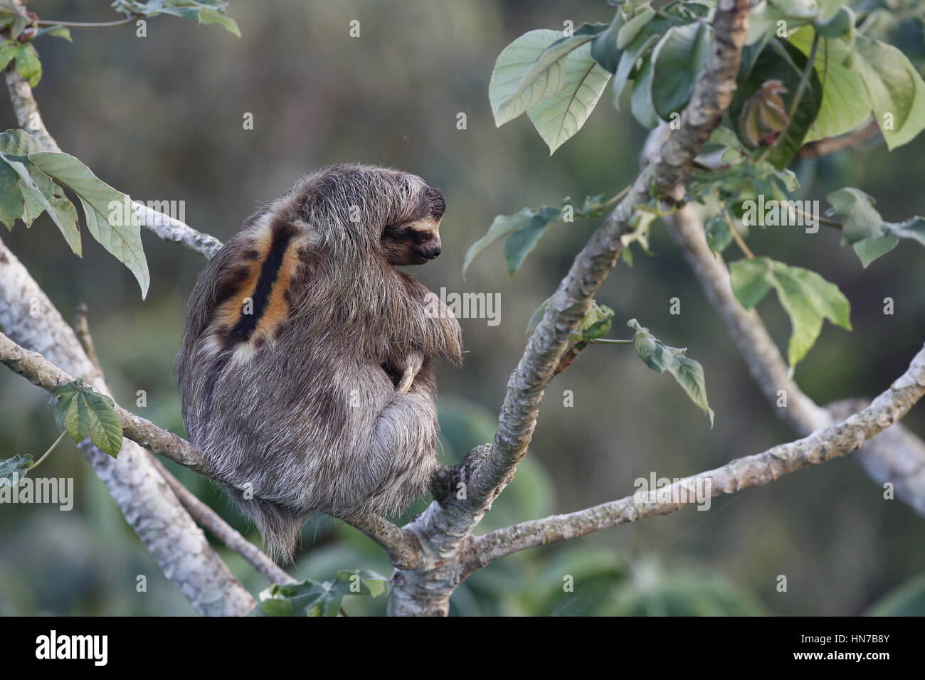 Brown-throated Sloth, Bradipus variegatus, jeune homme se préparent à se percher la nuit dans un arbre Cecropia Banque D'Images