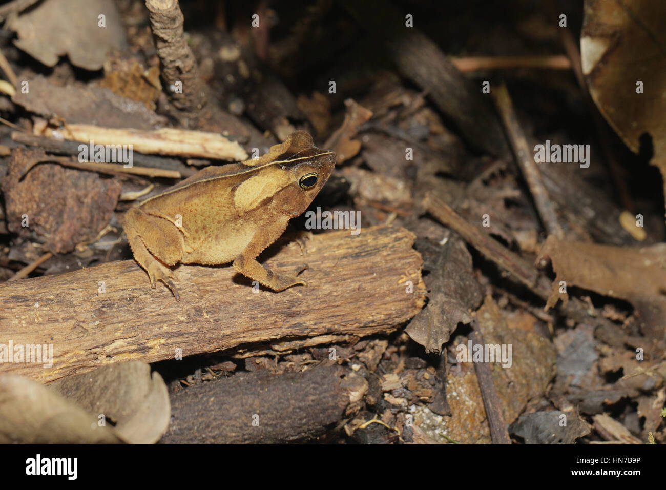 Crapaud commun sud-américain, Rhinella (Typhonius) margaritifer Banque D'Images