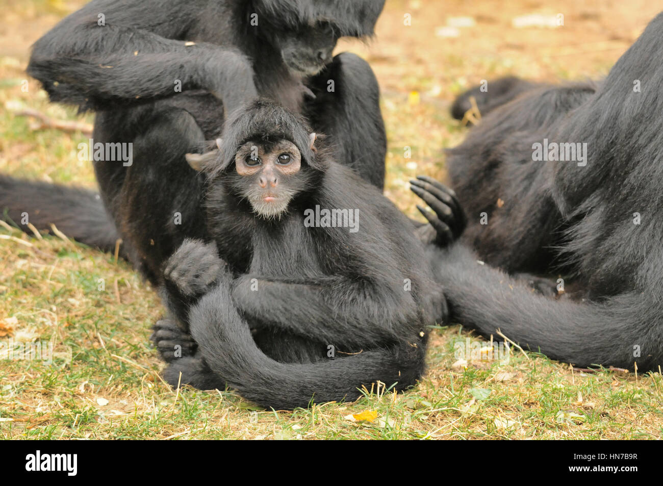 Singe araignée colombienne Ateles fusciceps rufiventris captif en voie de disparition Banque D'Images